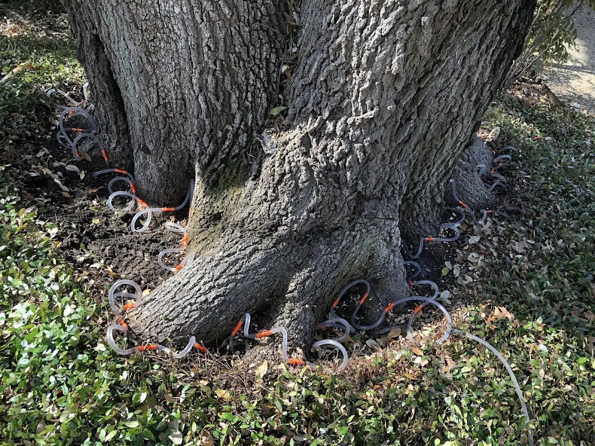 Detailed Tree Cabling and Bracing job site in Medicine Lake