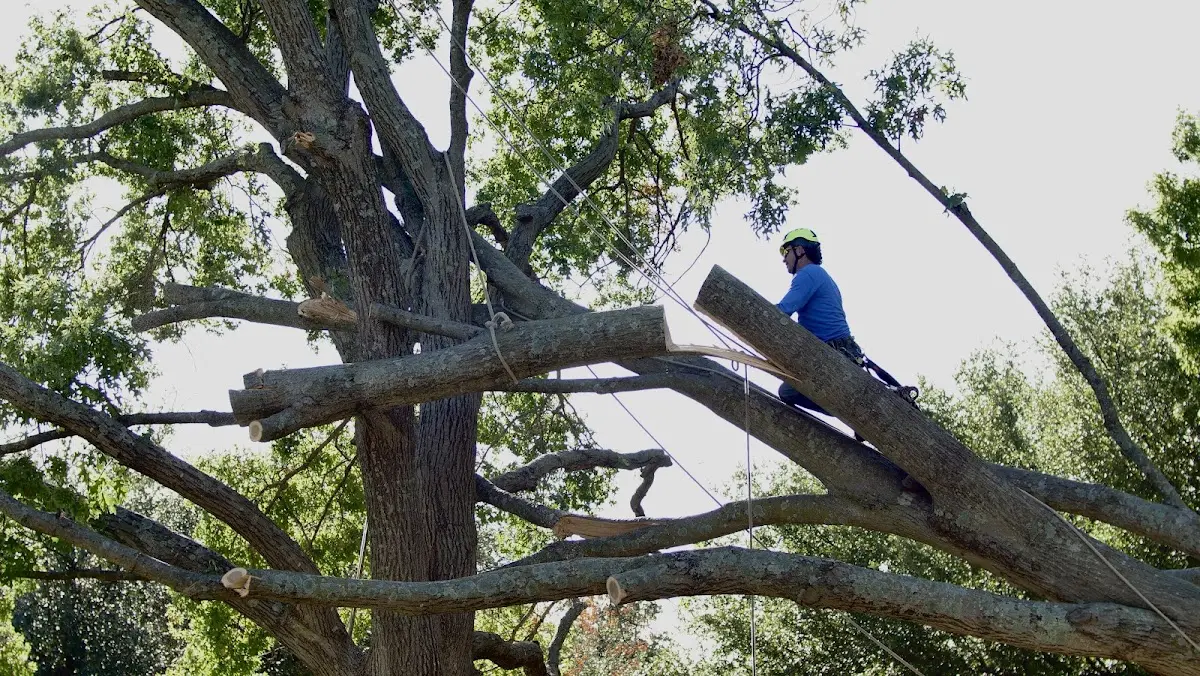 Professional Crown Thinning performed by certified arborists in Medicine Lake