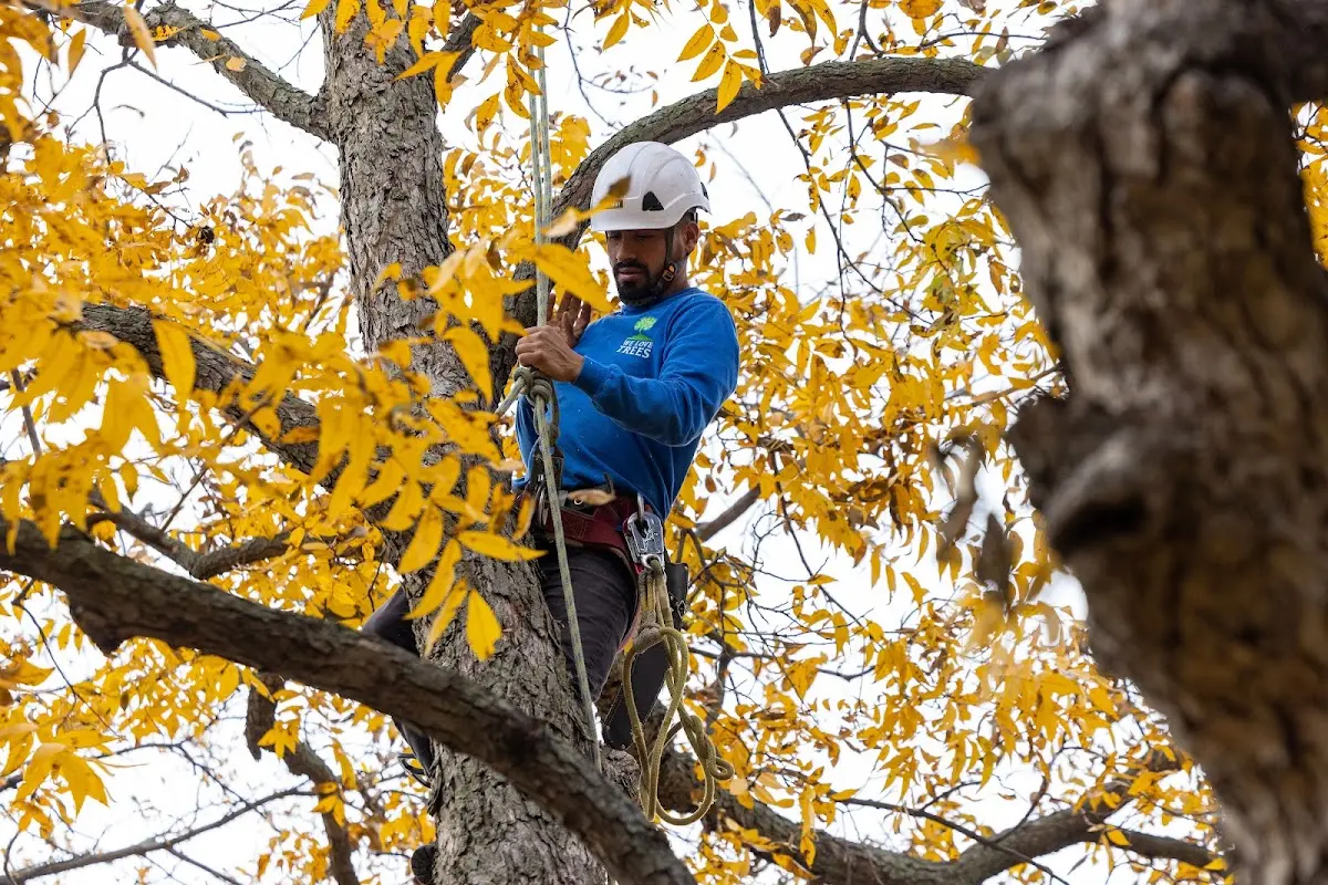 Skilled Tree Pruning crew working in Medicine Lake