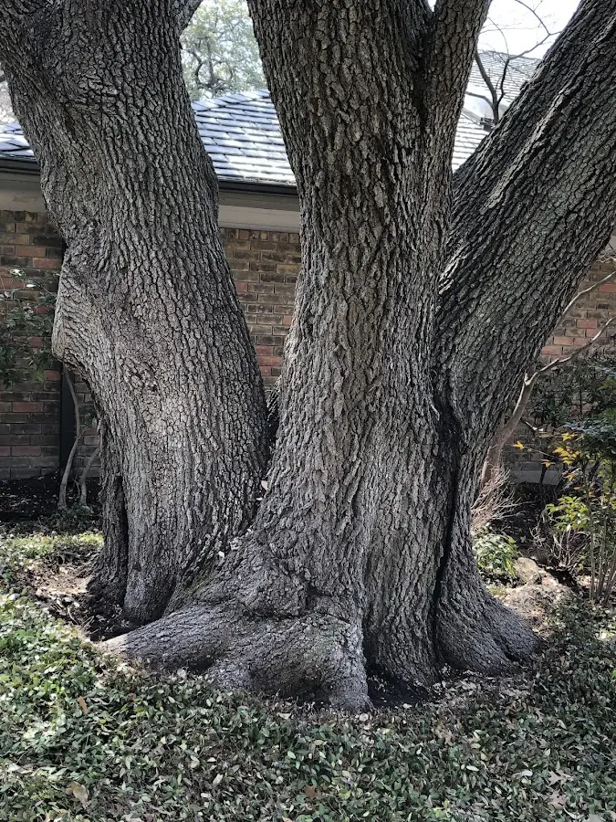 Mature heritage tree close to a Medicine Lake property cared for by certified arborists